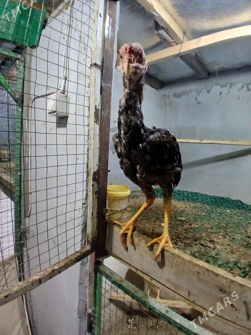 taskent horaz - Täze zaman - img 1