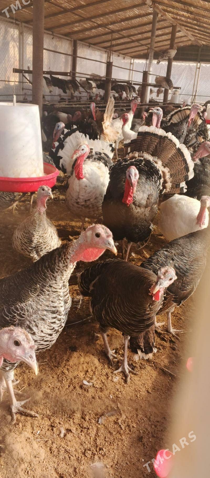 Induk - Oguz han - img 1