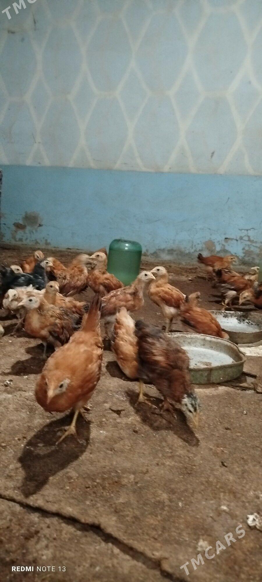 Towuk jüjler - Tejen - img 1