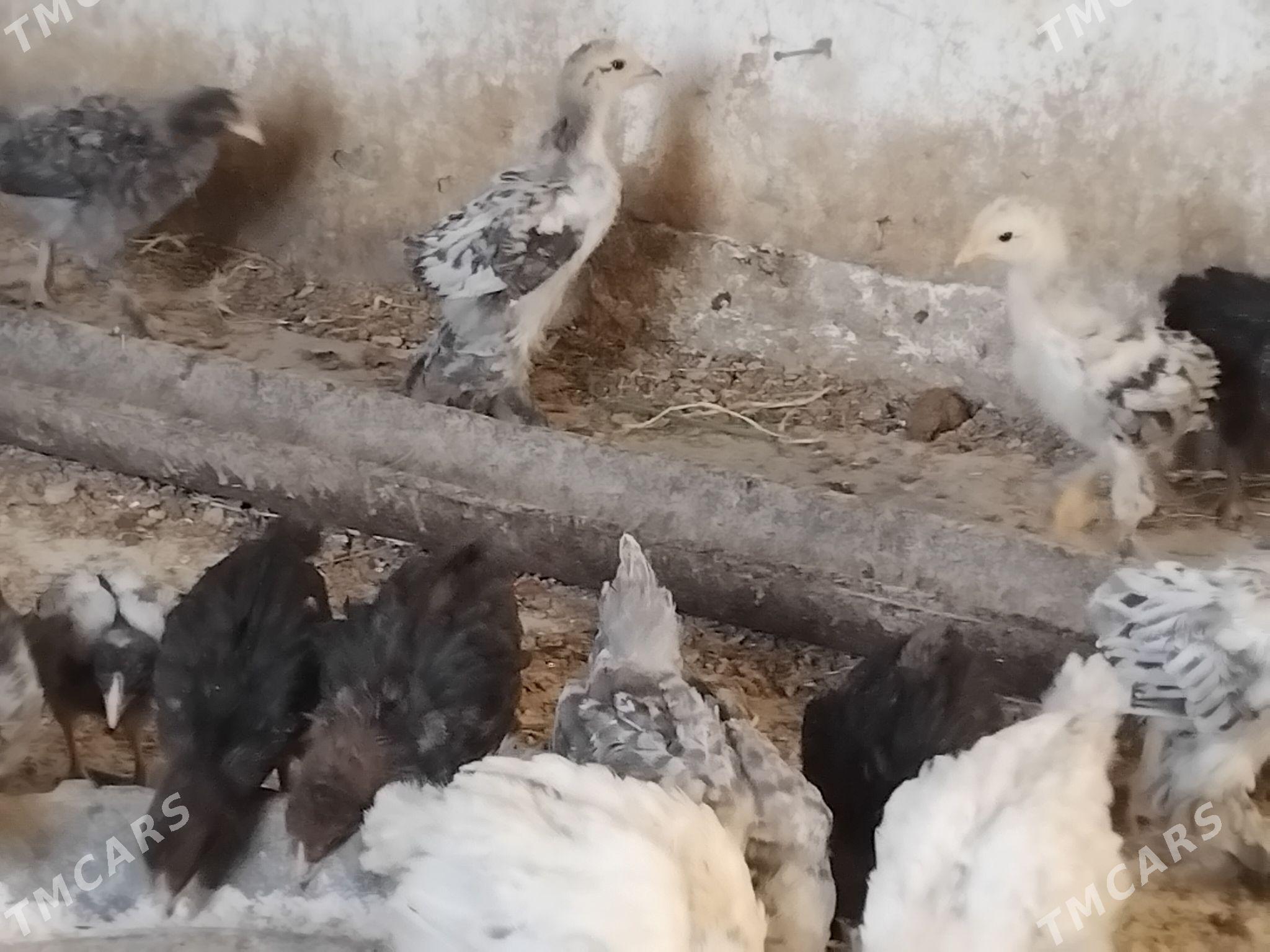 juje - Gökdepe - img 1