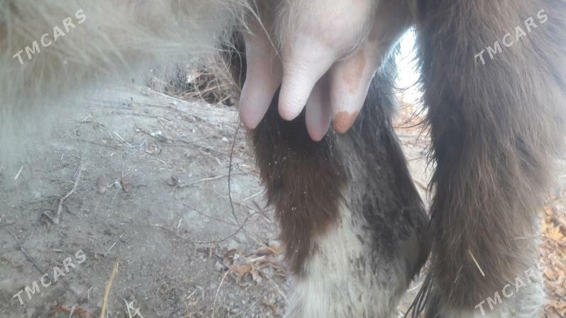 Saglyk sygyr - Чарджоу - img 1