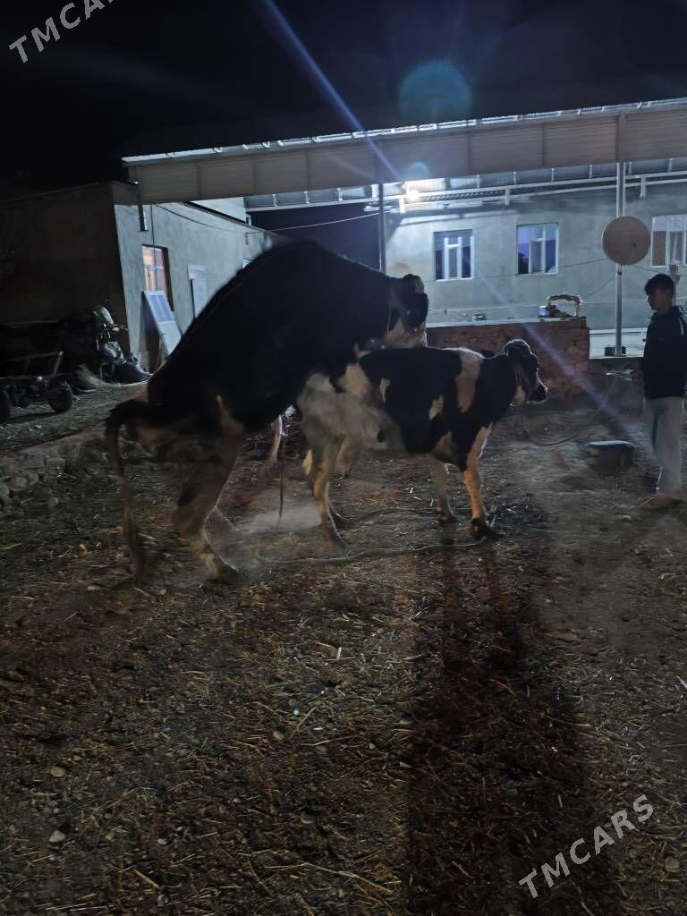 hojekli sygyr - Койтендаг - img 1