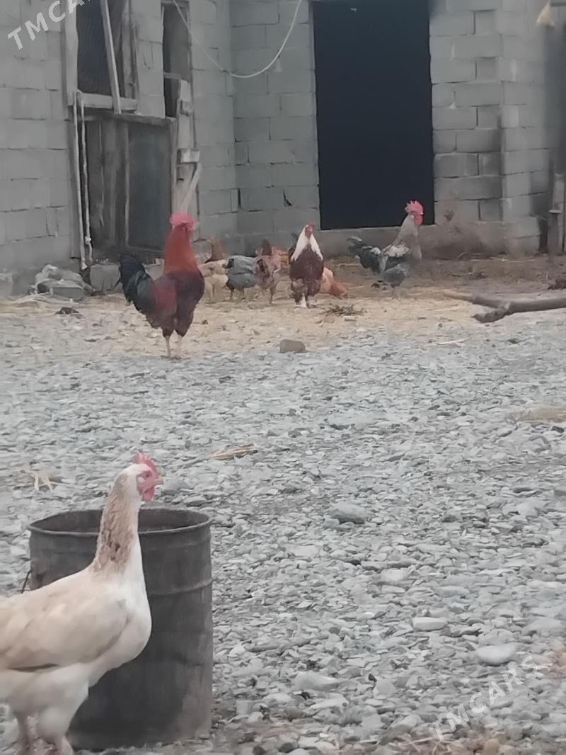 towuk - Gökdepe - img 1