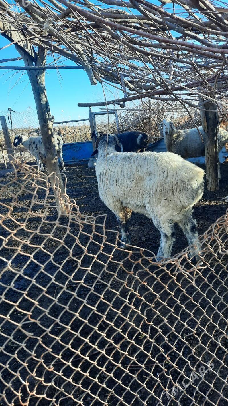 koçkar - Туркменабат - img 1