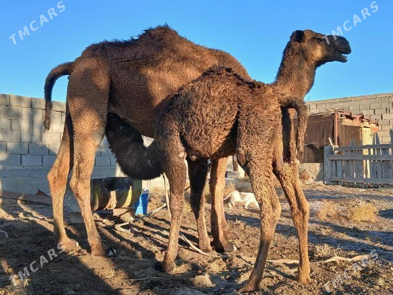 kosekli duye - Гызыларбат - img 1