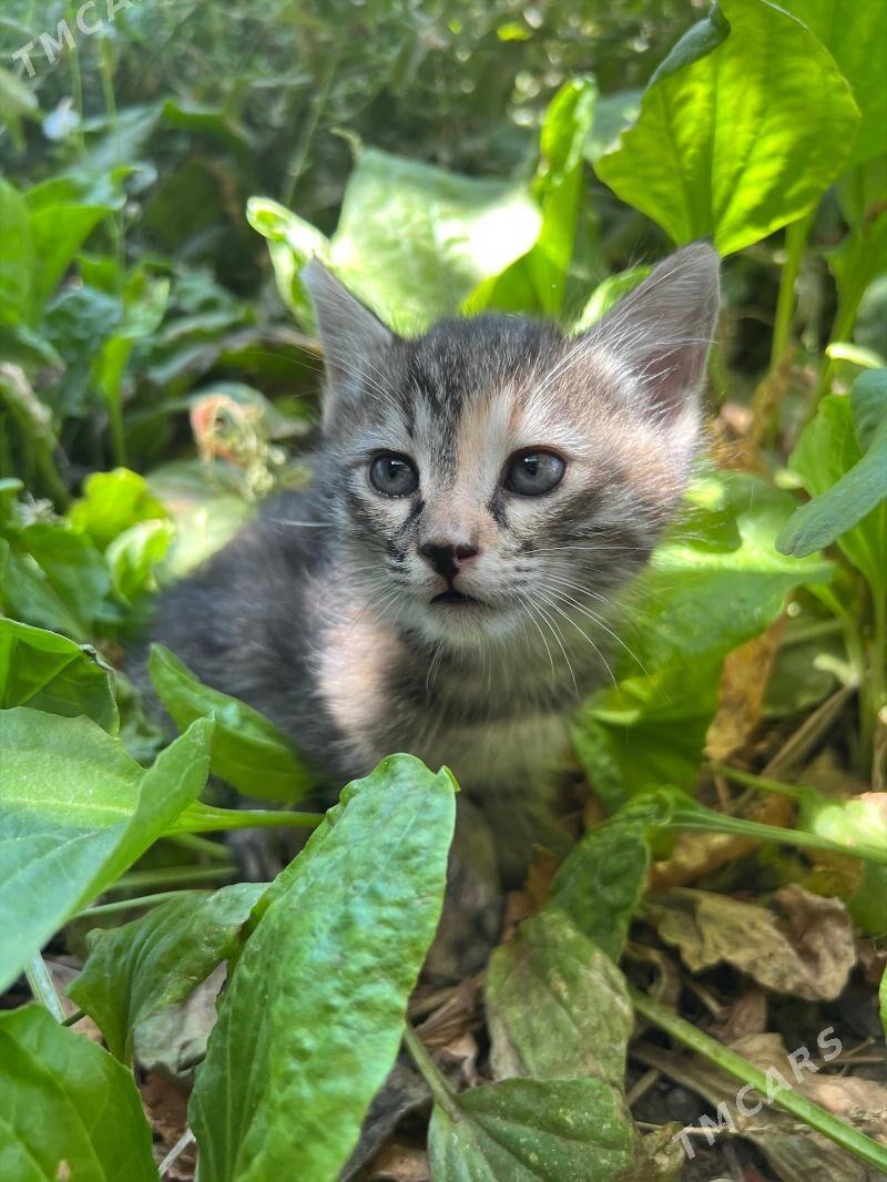 котята - Туркменабат - img 1