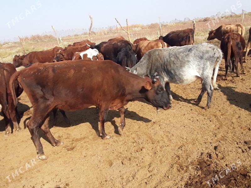 Meýdan sygyrlar - Mary - img 1