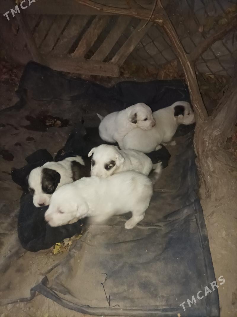 Щенки в добрые руки - Türkmenabat - img 1