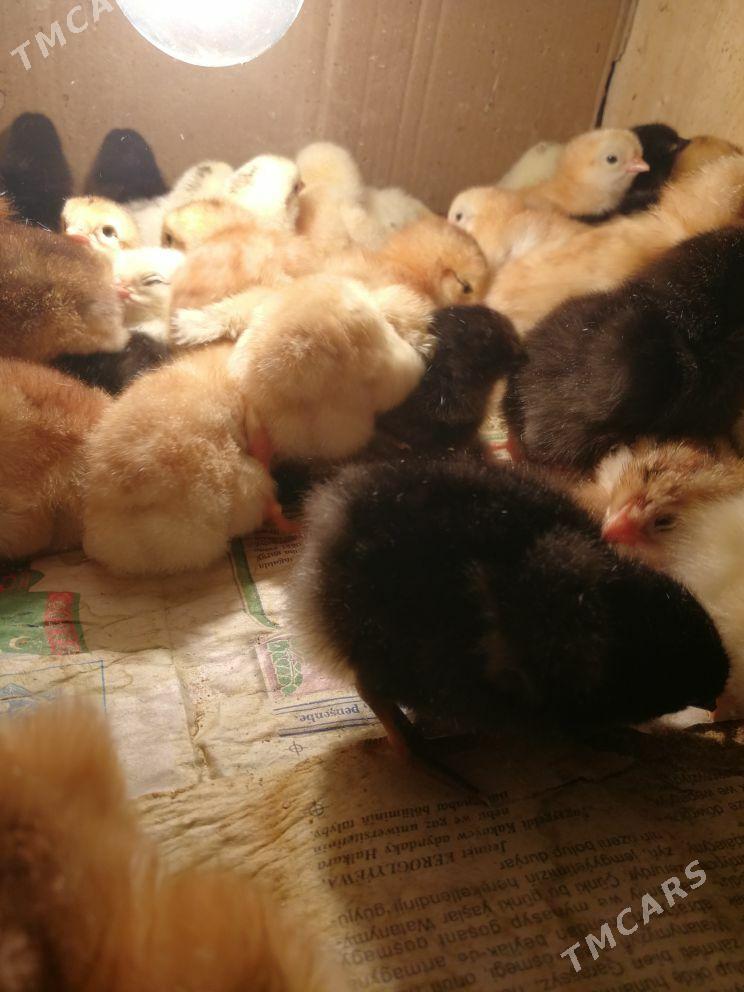 towuk juyje - Bereket - img 1