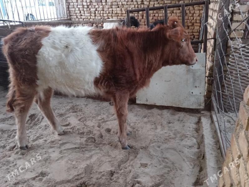 Gacar - Balkanabat - img 1