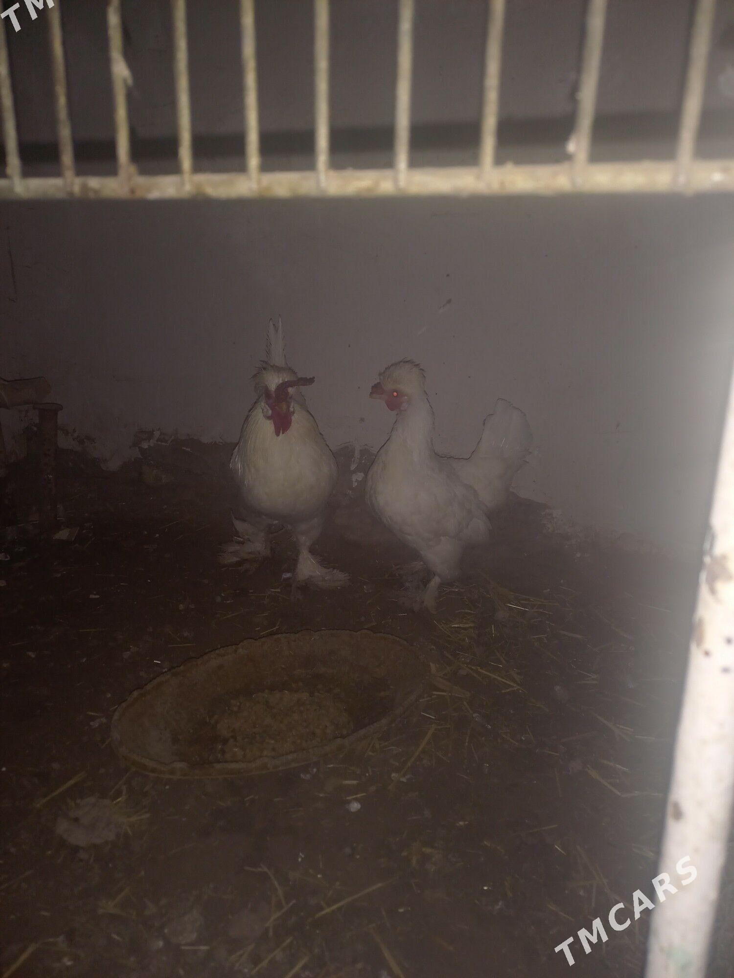 karlik - Daşoguz - img 1