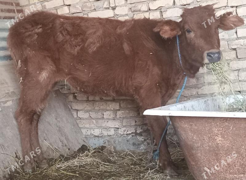 unajyn - Чарджоу - img 1