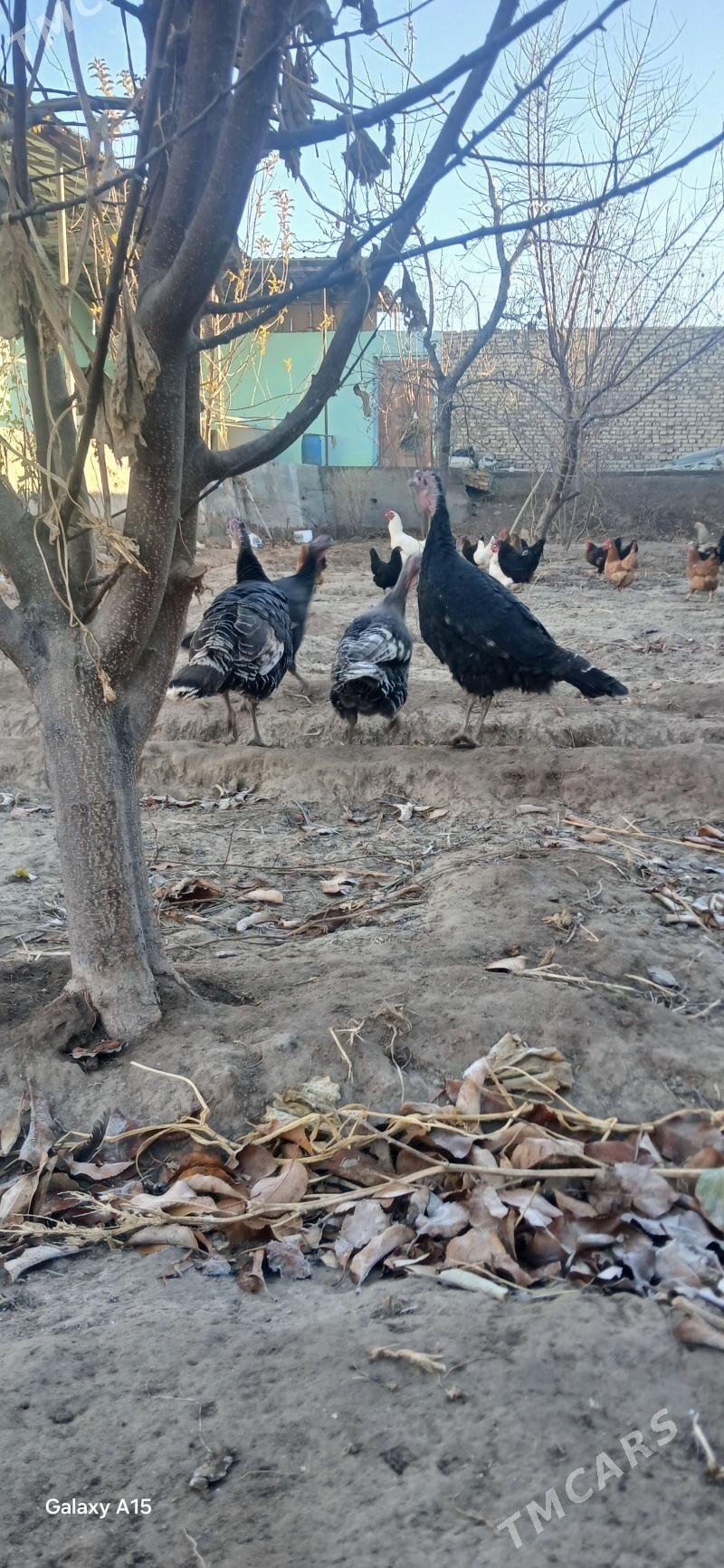 ундик - Şabat etr. - img 1