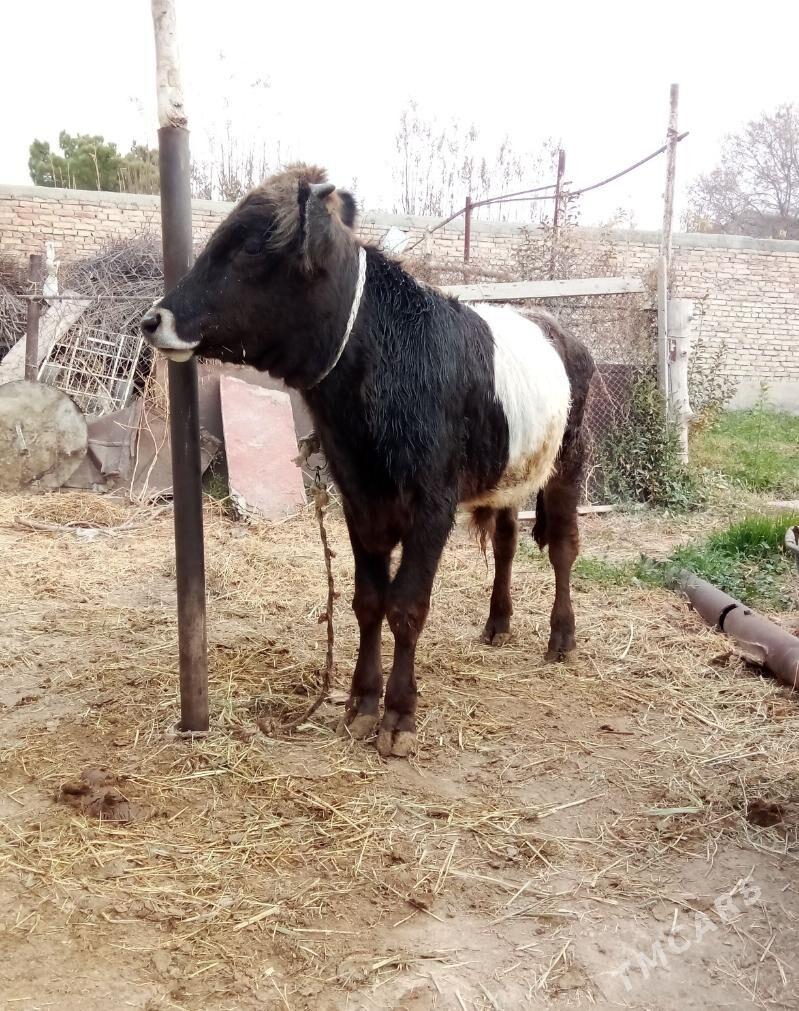 Öküz Gibrit - Гёкдепе - img 1