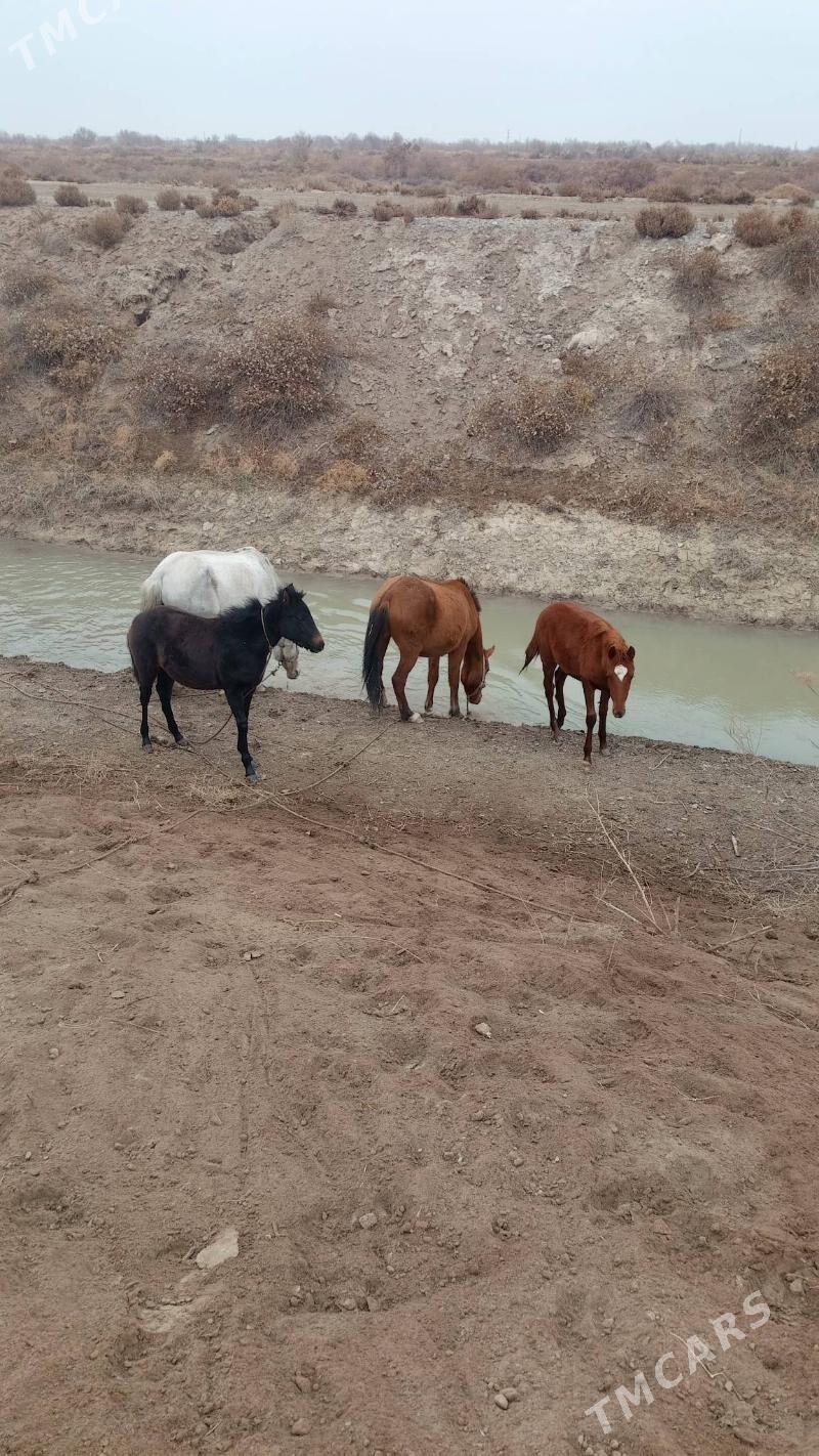 at - Кёнеургенч - img 1