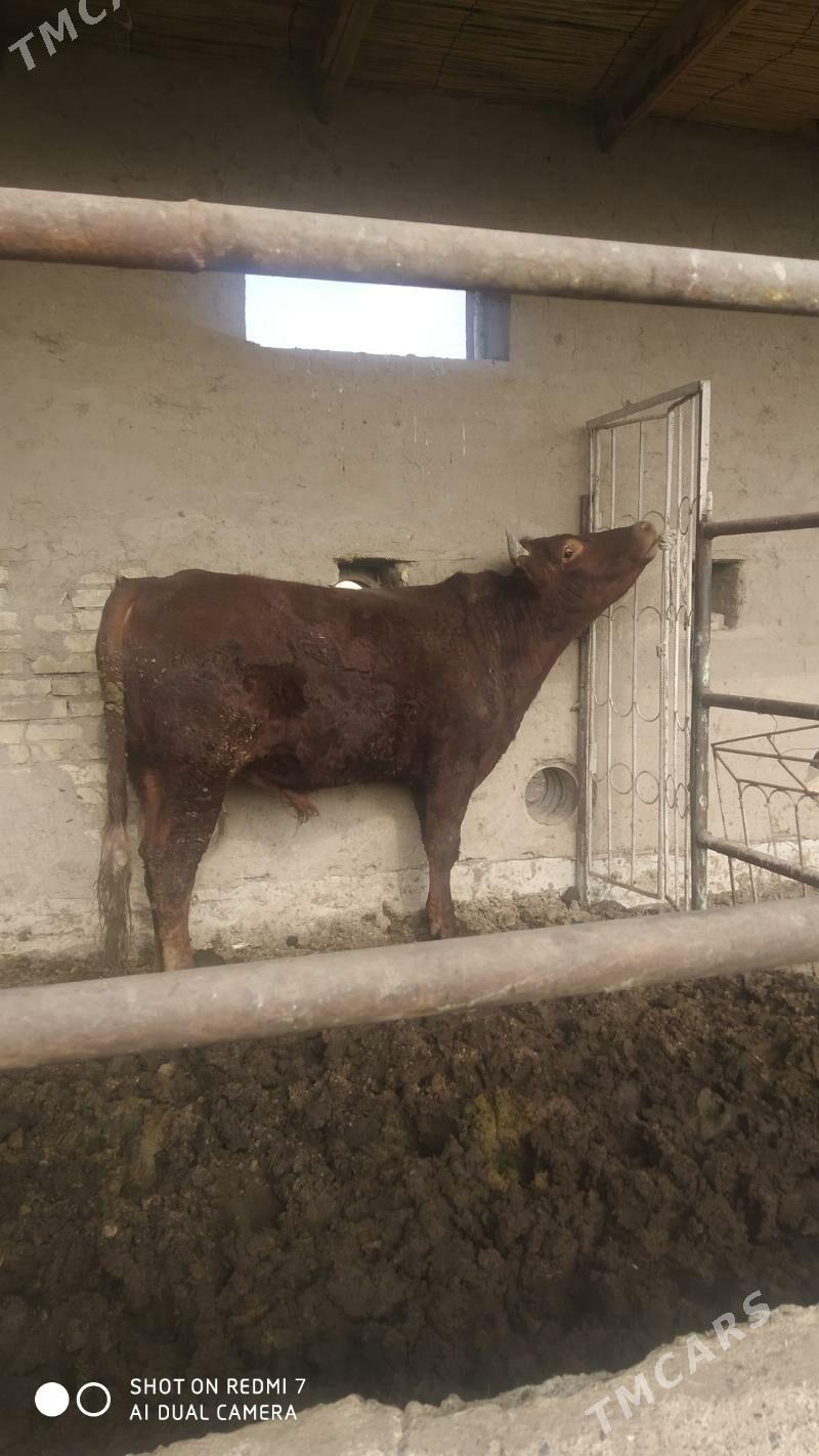 okuz - Мургап - img 1