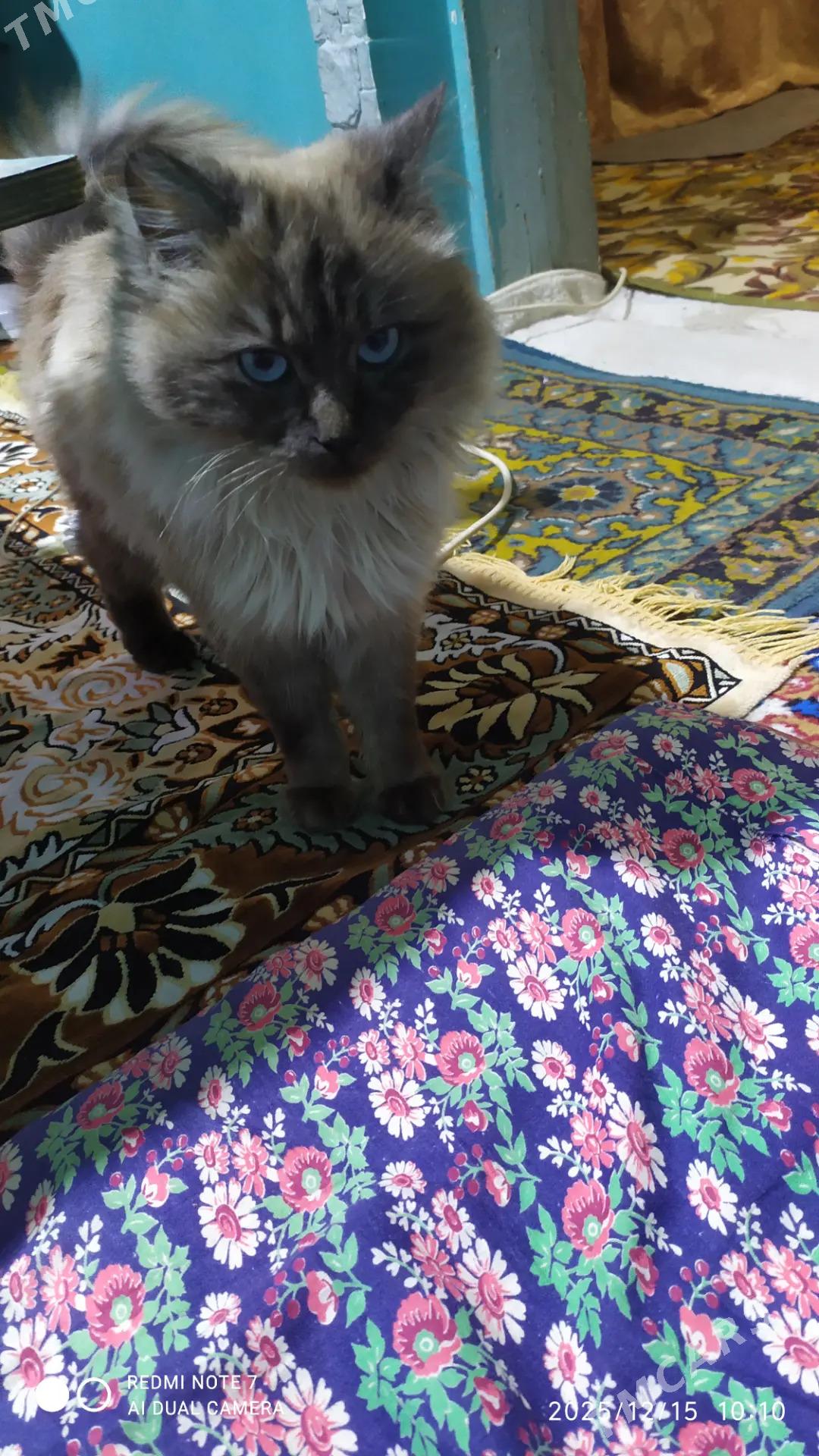 Кошка - Türkmenabat - img 1