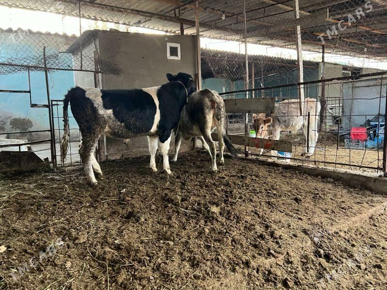 Tohum okuz - Багир - img 1