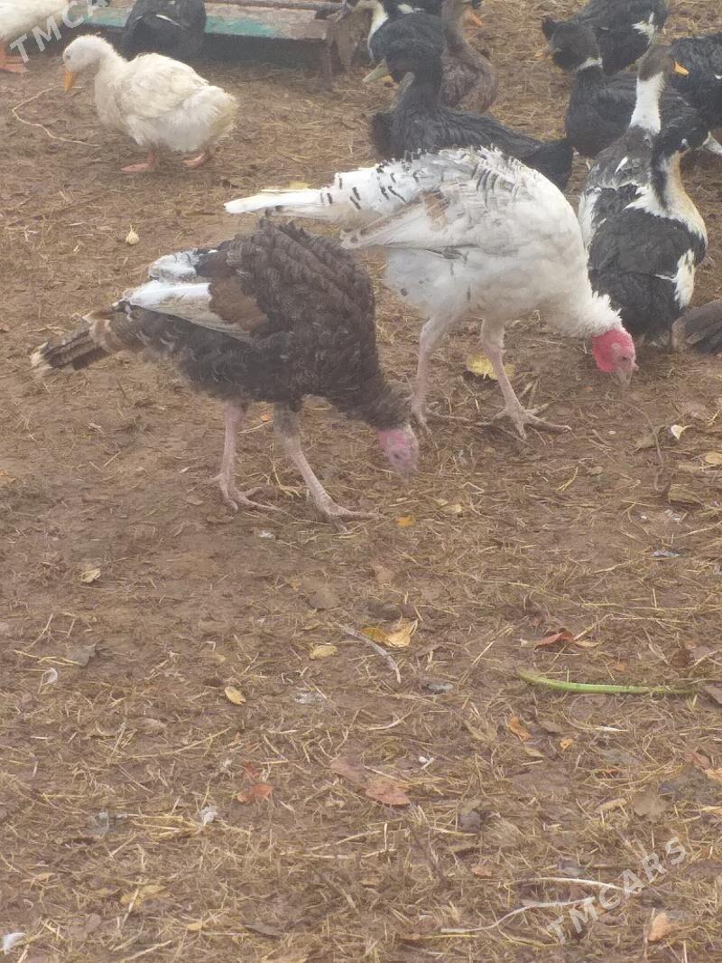 Induk - Mary - img 1