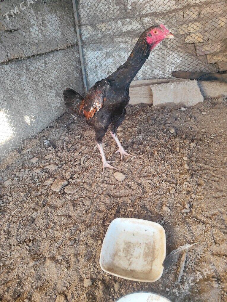 байсов - Çärjew - img 1