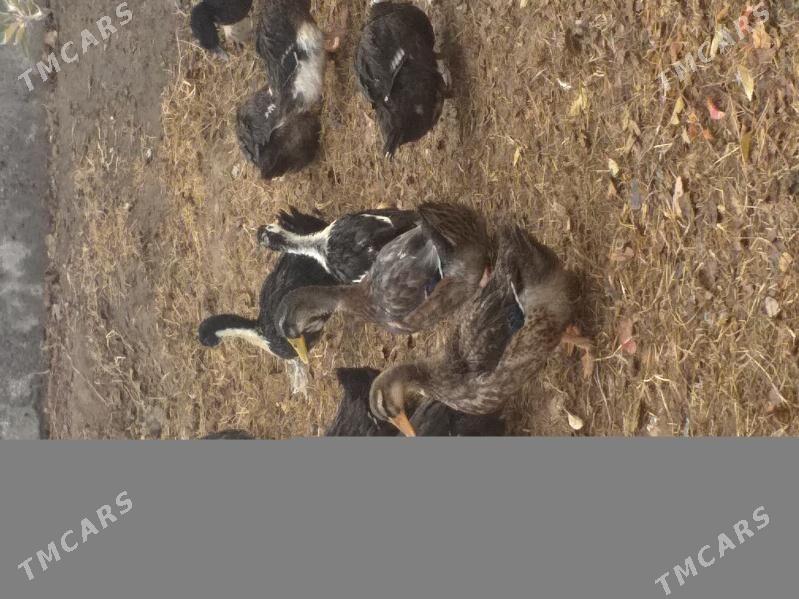 Ördek - Mary - img 1