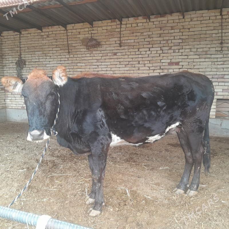 Bogaz sygyr - Мургап - img 1