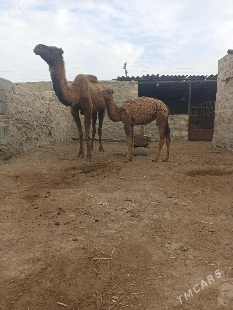 Torumly duye - Bereket - img 1