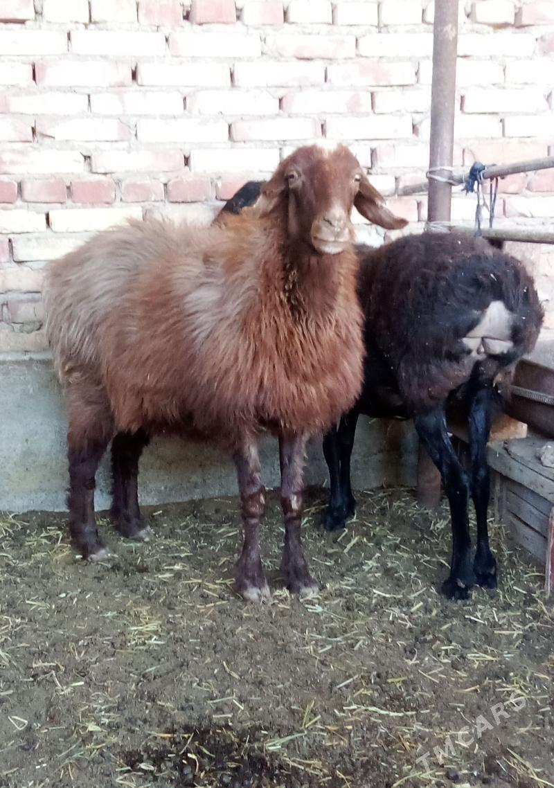 Gissar Goýunlar Semiz 2 Sanak - Gökdepe - img 1