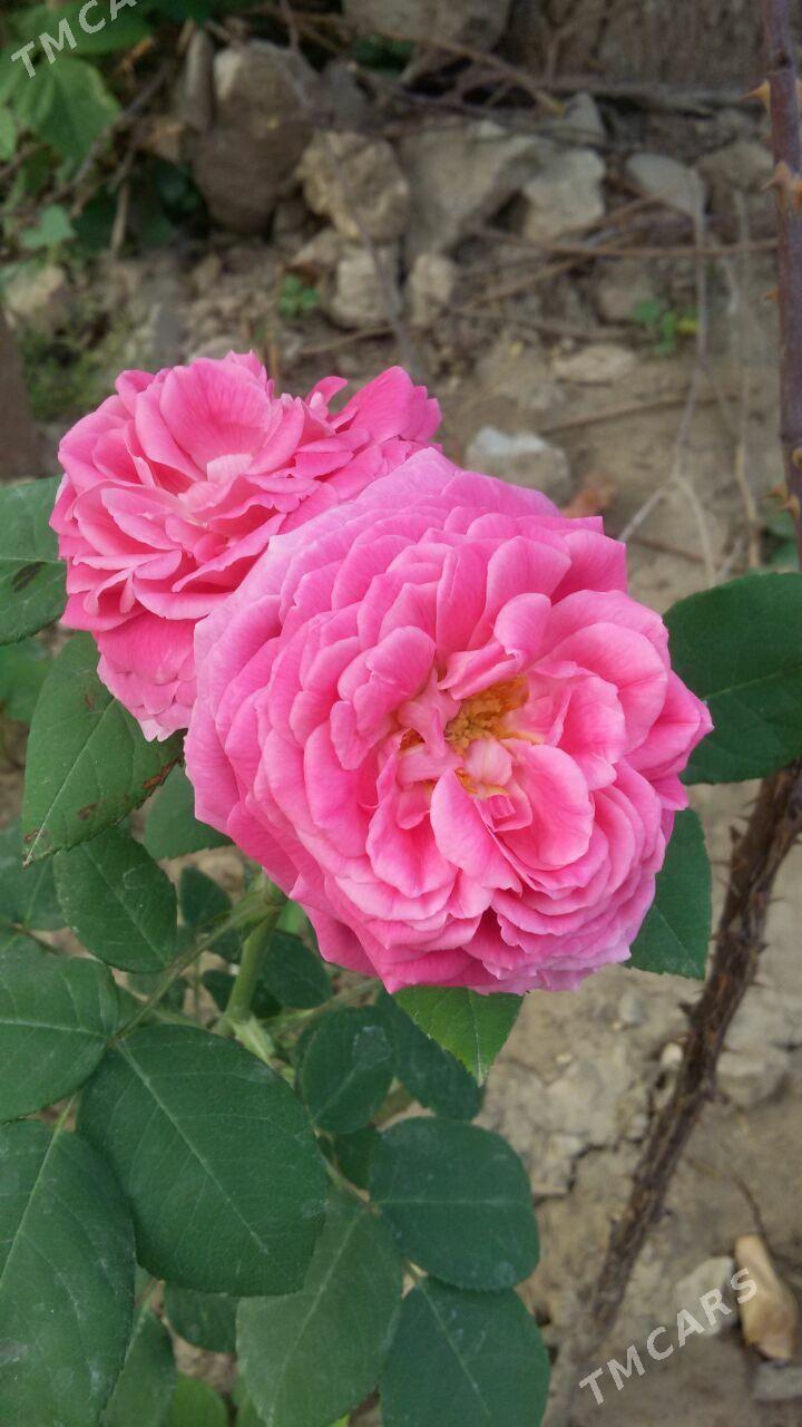 roza bagul gul розы - Хитровка - img 1