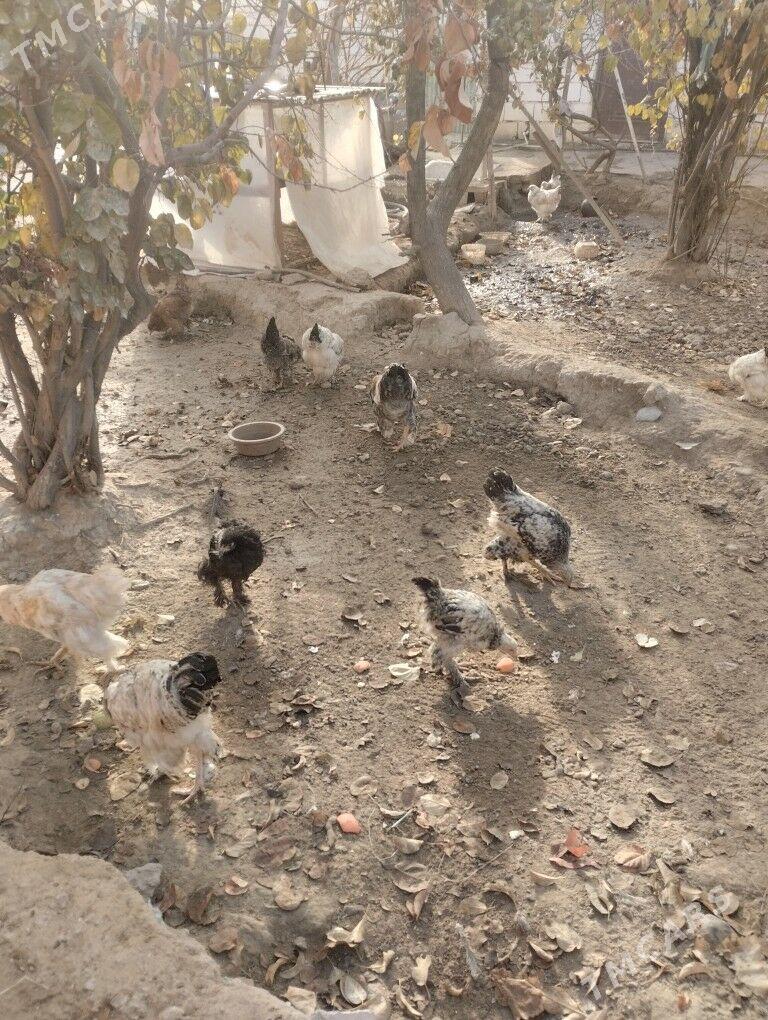 яш.хораз.брама - Гарадамак - img 1