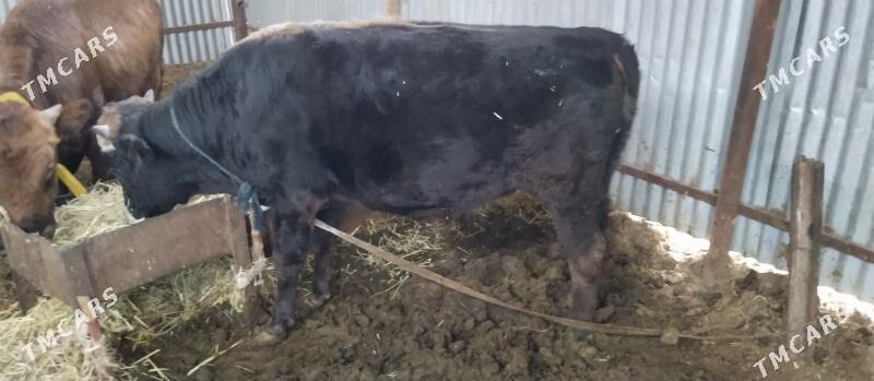 Öküz gara bakylan - Babadaýhan - img 1