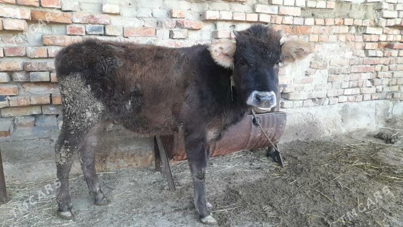 swes tuwe - Бахарден - img 1