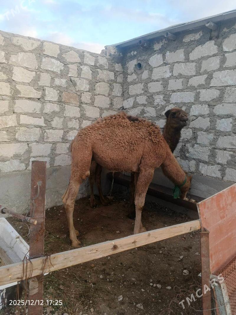 torim - Балканабат - img 1