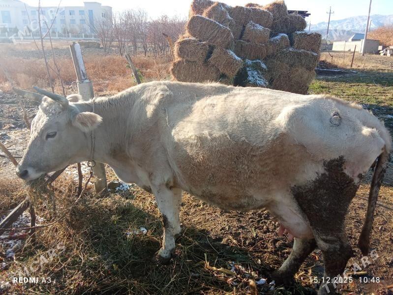 Tohum sygyr - Bäherden - img 1