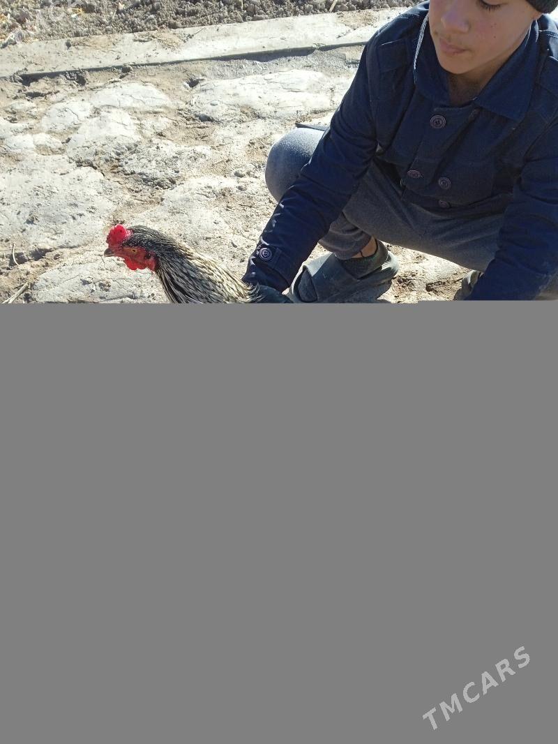 Baýsow Horaz - Çärjew - img 1