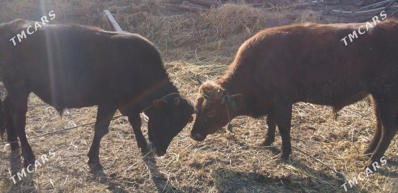 Oküzler - Türkmenabat - img 1