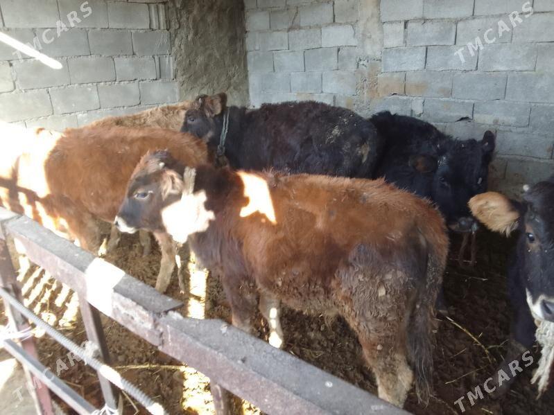 Öküzler we tüwe - Гёкдепе - img 1