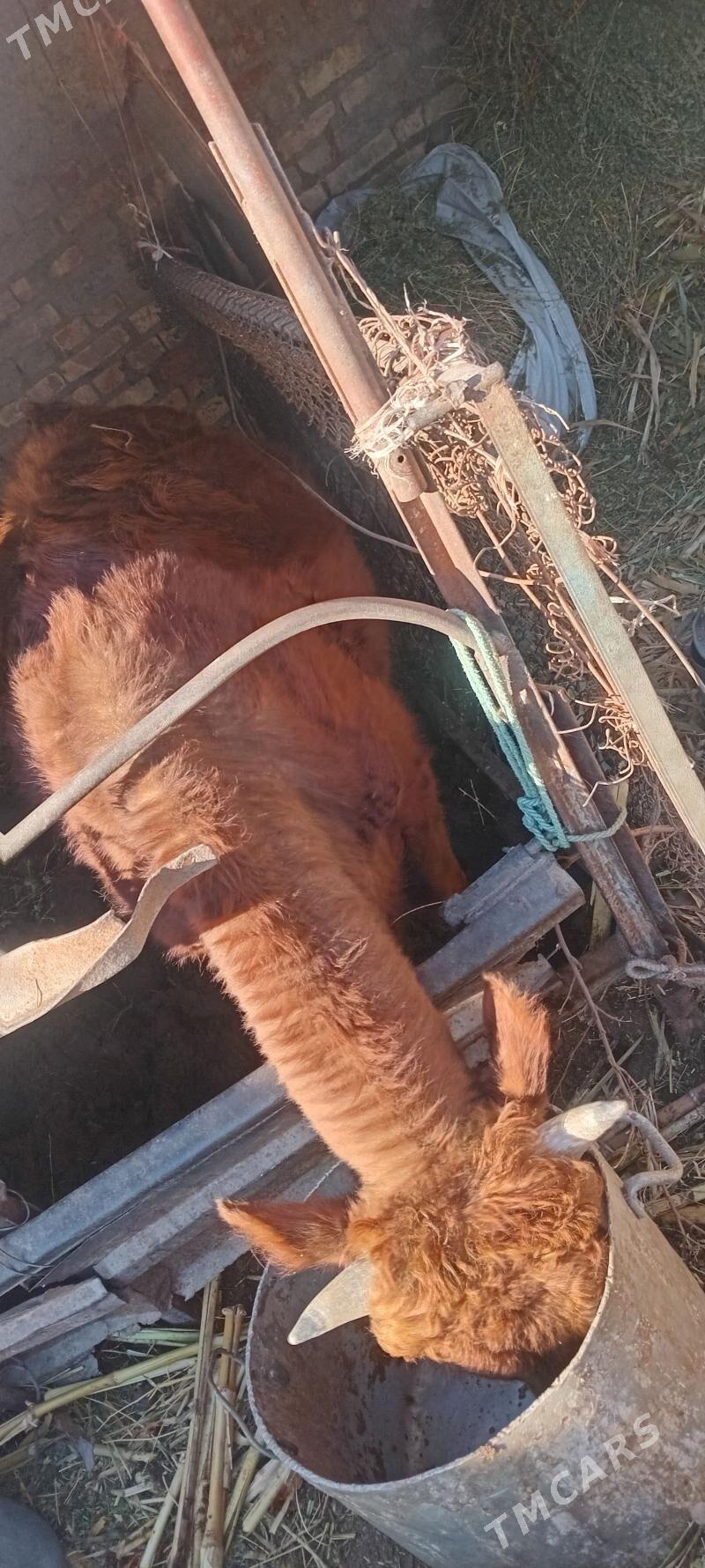 окуз - Туркменабат - img 1