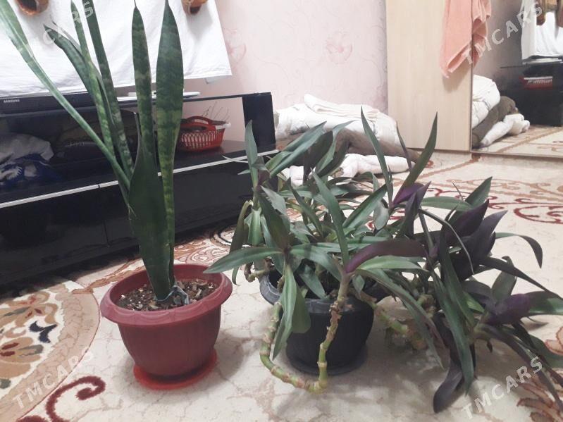 Ой гулери - 11 mkr - img 1