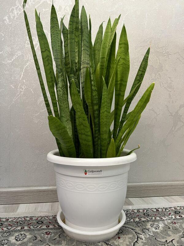 Gül ösümlük - 11 mkr - img 1