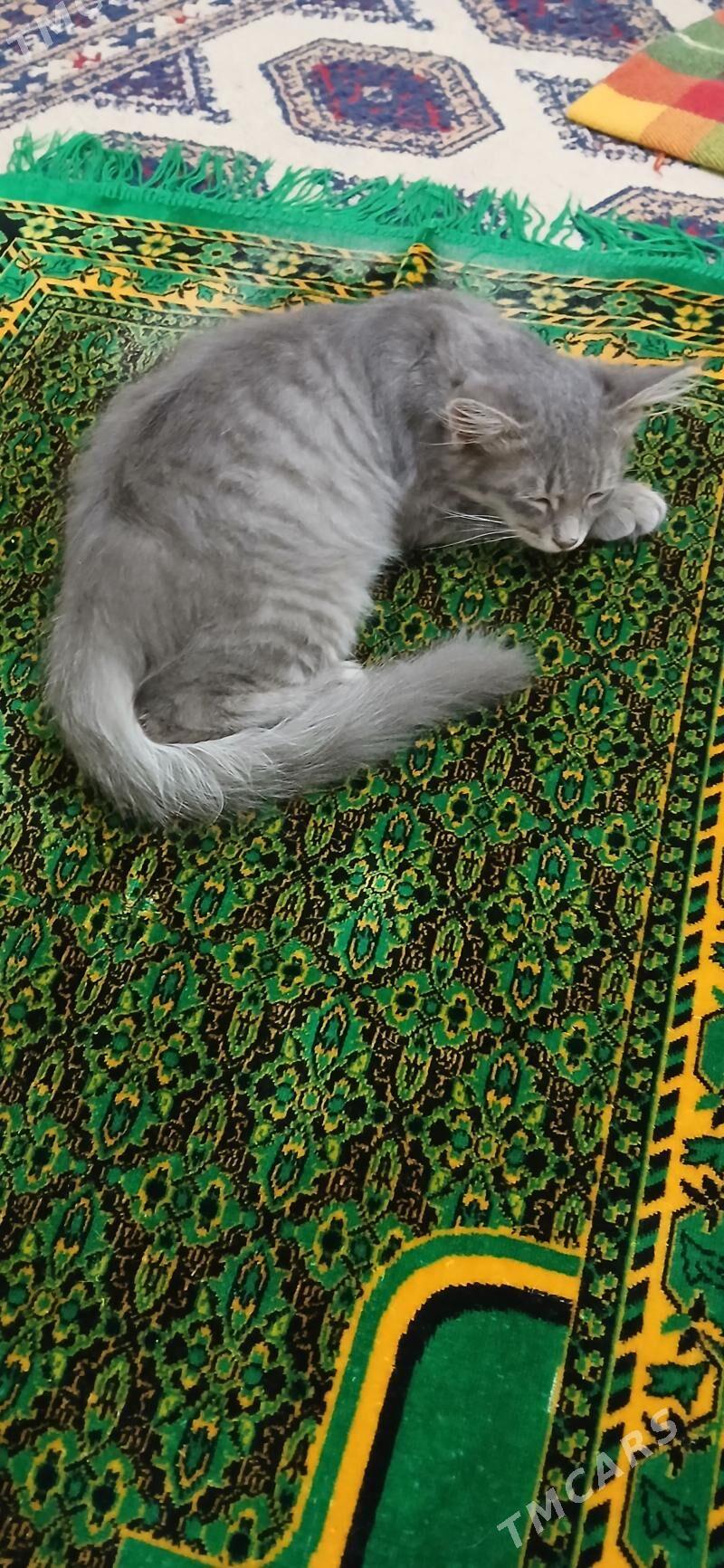 Котята - Мары - img 2