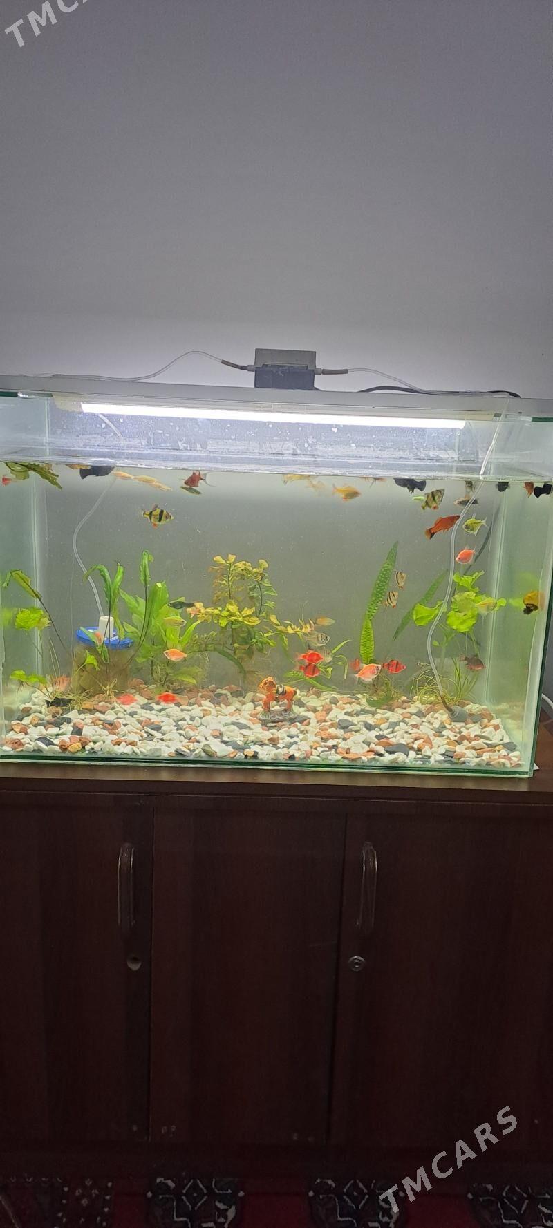 akwaryum balyk - Daşoguz - img 1