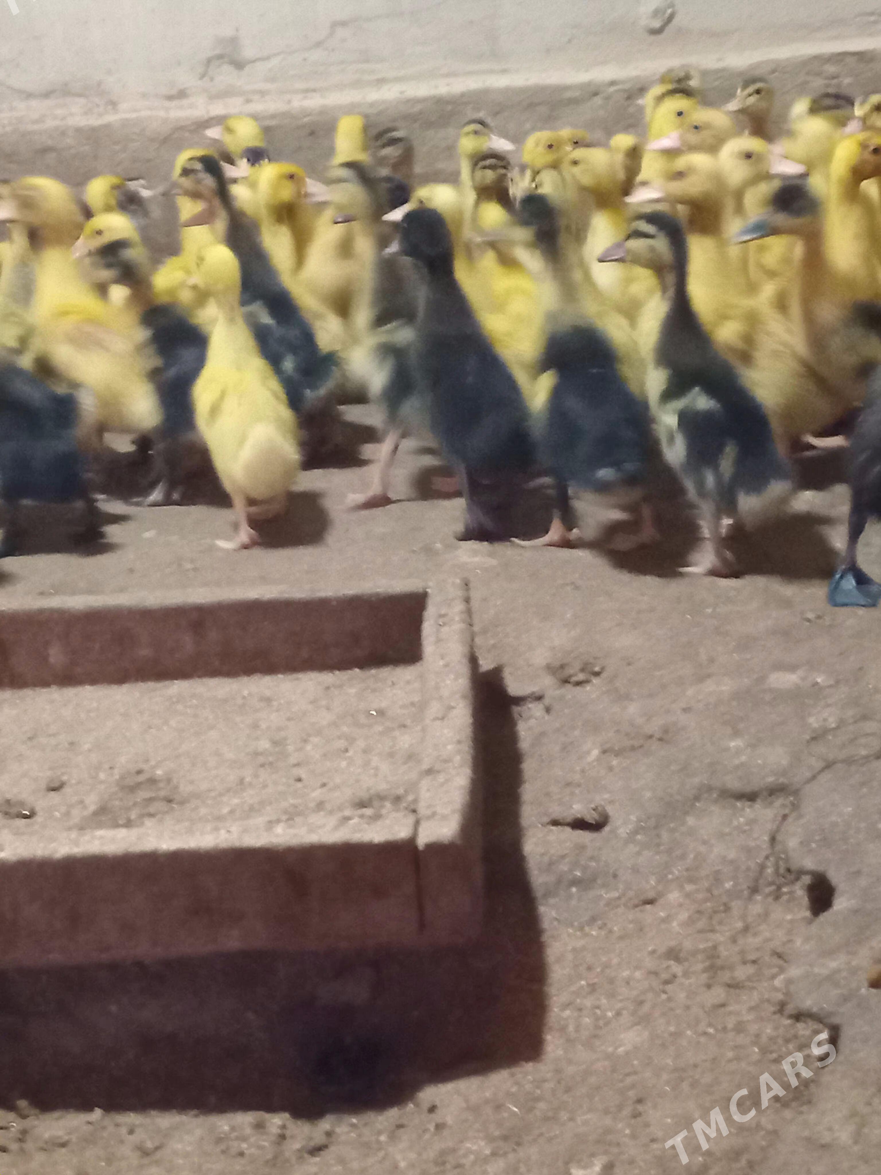 Ördek jüje gak gak - Murgap - img 1