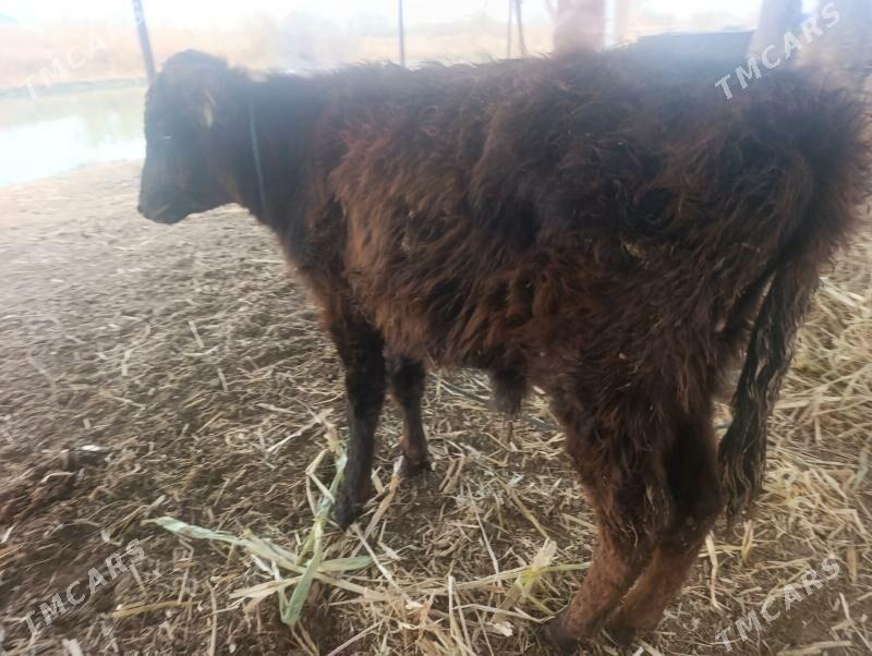 Okuzca - Dänew - img 1