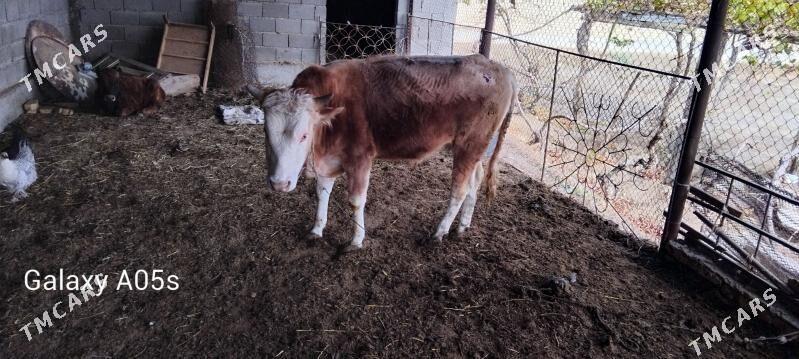 öküz - Кака - img 1