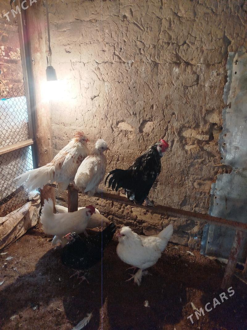 towuk karlik - Мары - img 1