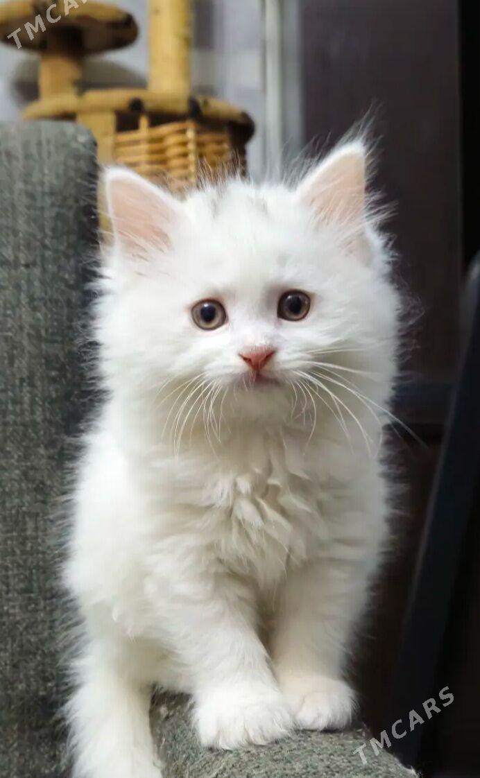 Котята скотиш-страйт - Ашхабад - img 1