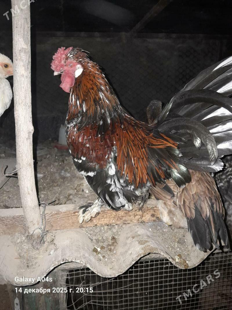 карлик хораз - Sakarçäge - img 1