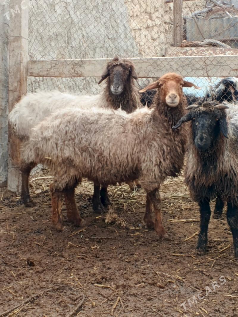 goýun - Гызыларбат - img 1