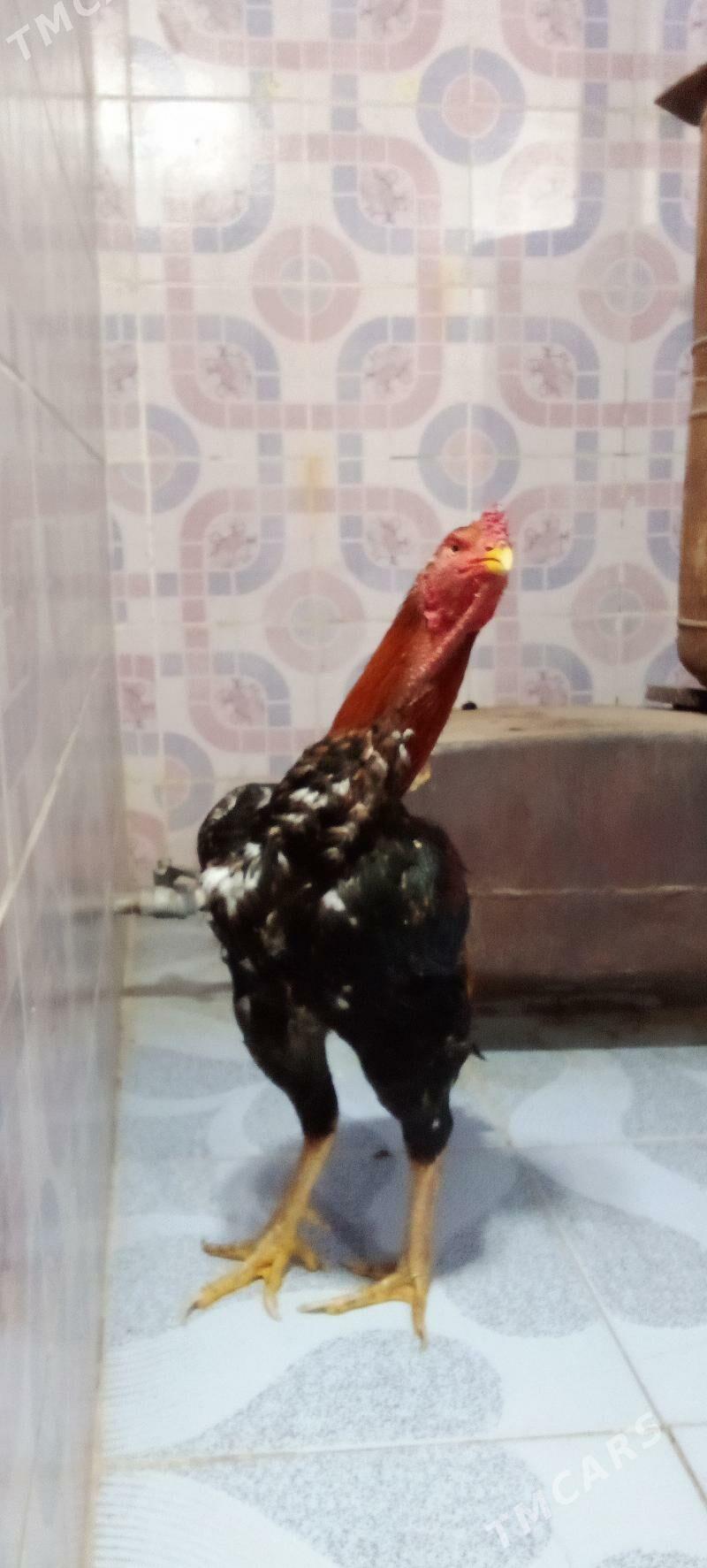 Baýes horaz - Векильбазар - img 1